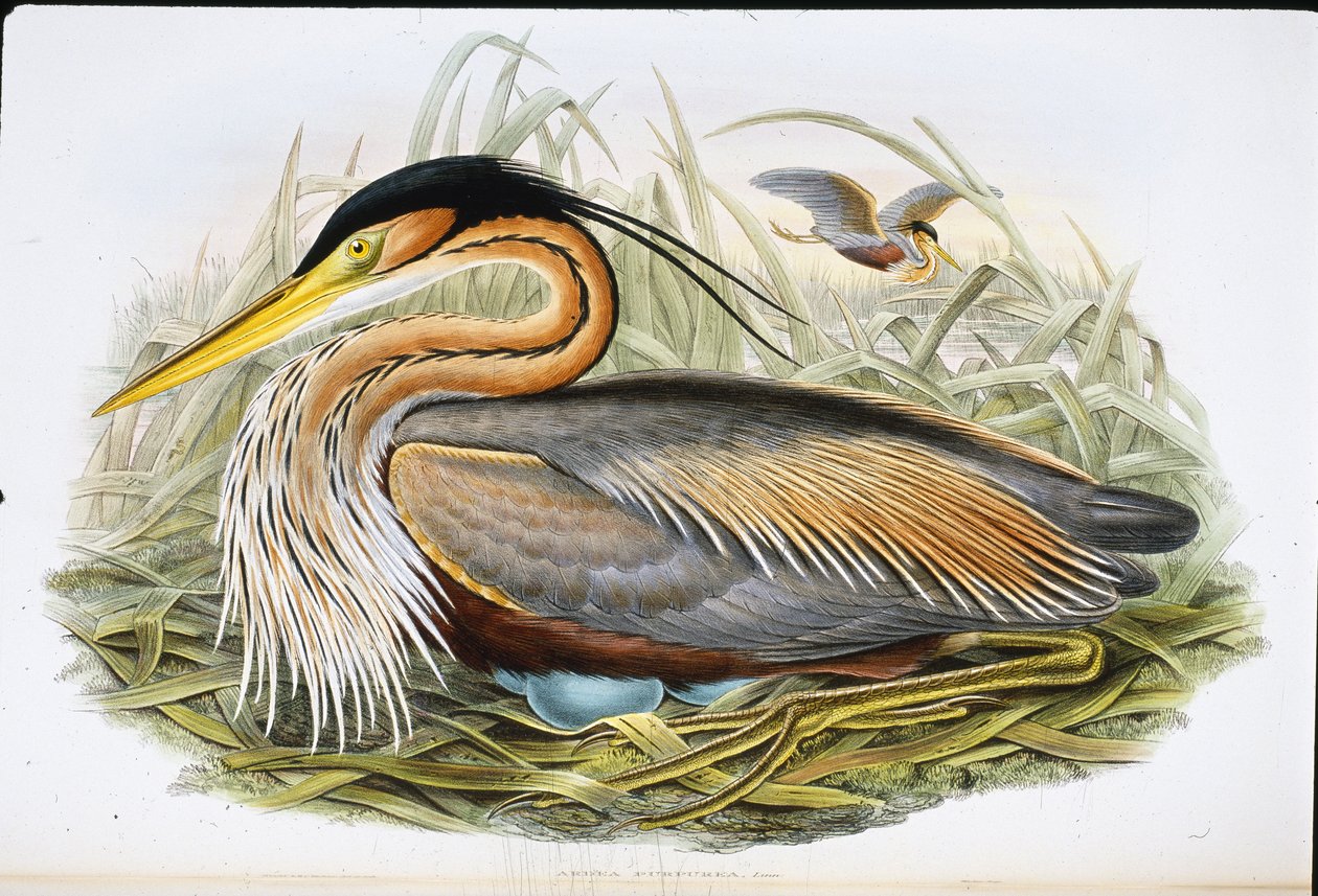 Ardea Purpurea (Ardea Purpurea) (cor da mão) de John (after) Gould