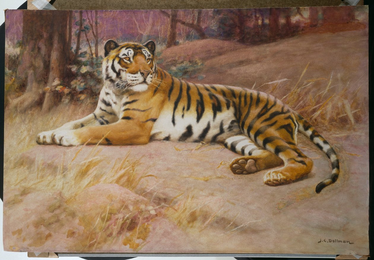 O Tigre de John Charles Dollman