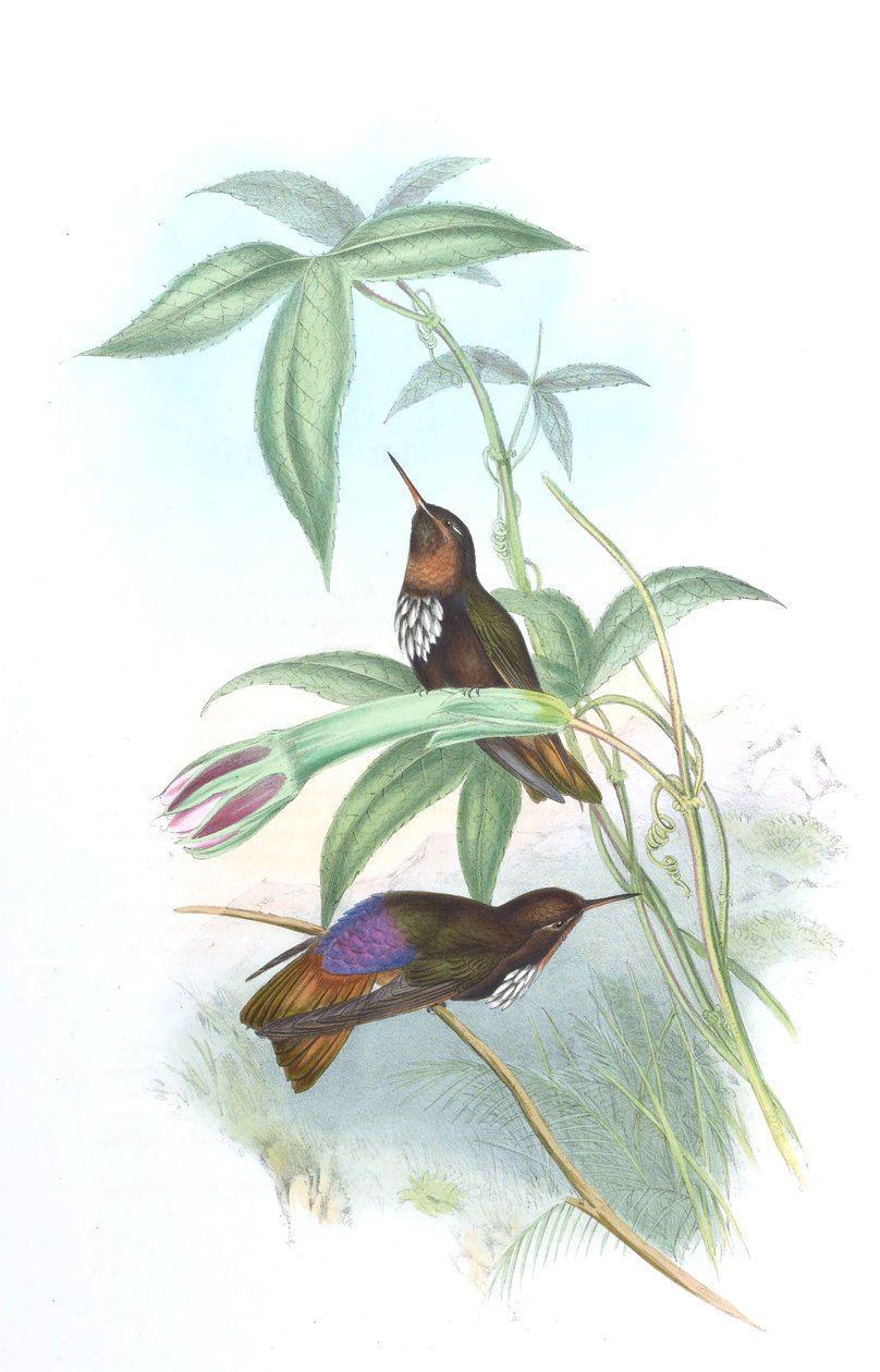 Aglaeactis castelnaui de John Gould