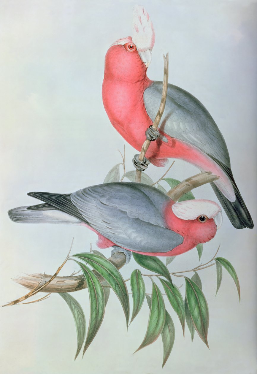 Aves da Ásia de John Gould