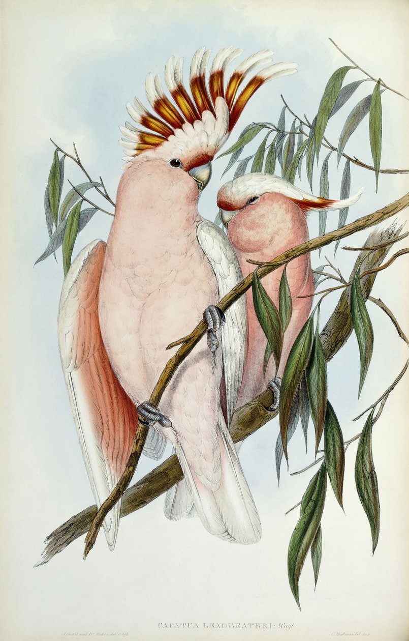 Cacatua Leadbeateri, 1848-1869 de John Gould