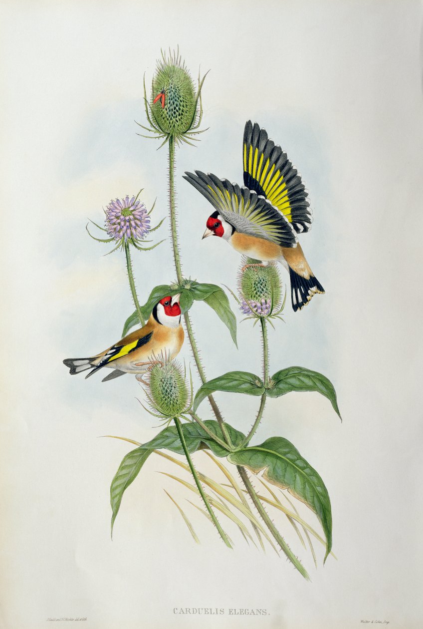 Pintassilgo (Carduelis Elegans) (lito colorido à mão) de John Gould