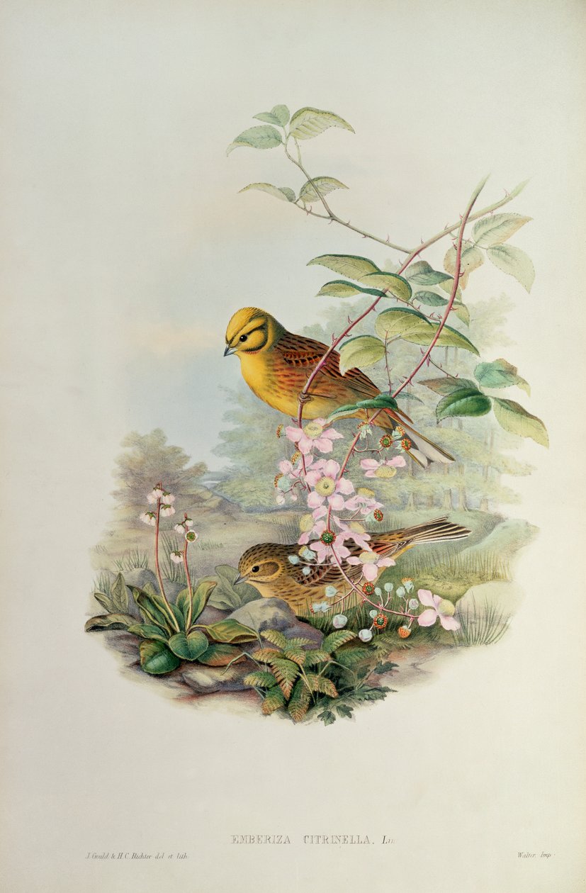 Martelo Amarelo de John Gould