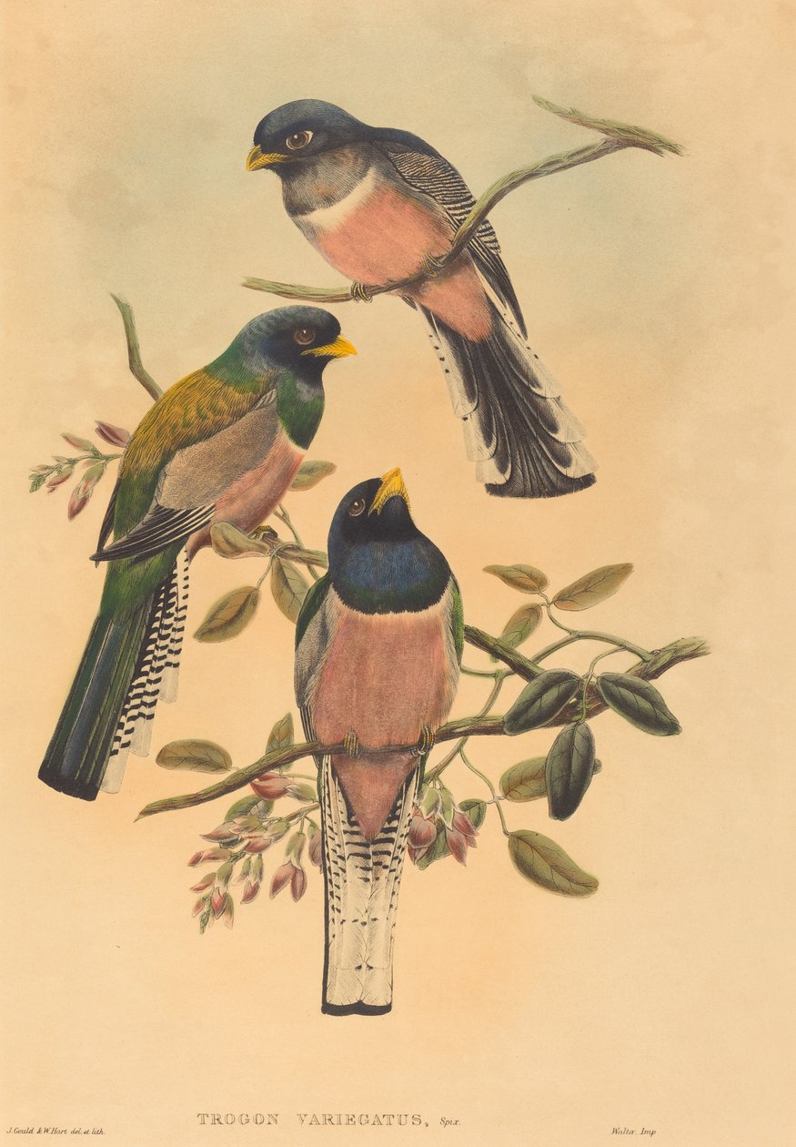 Trogan variegatus de John Gould and W. Hart