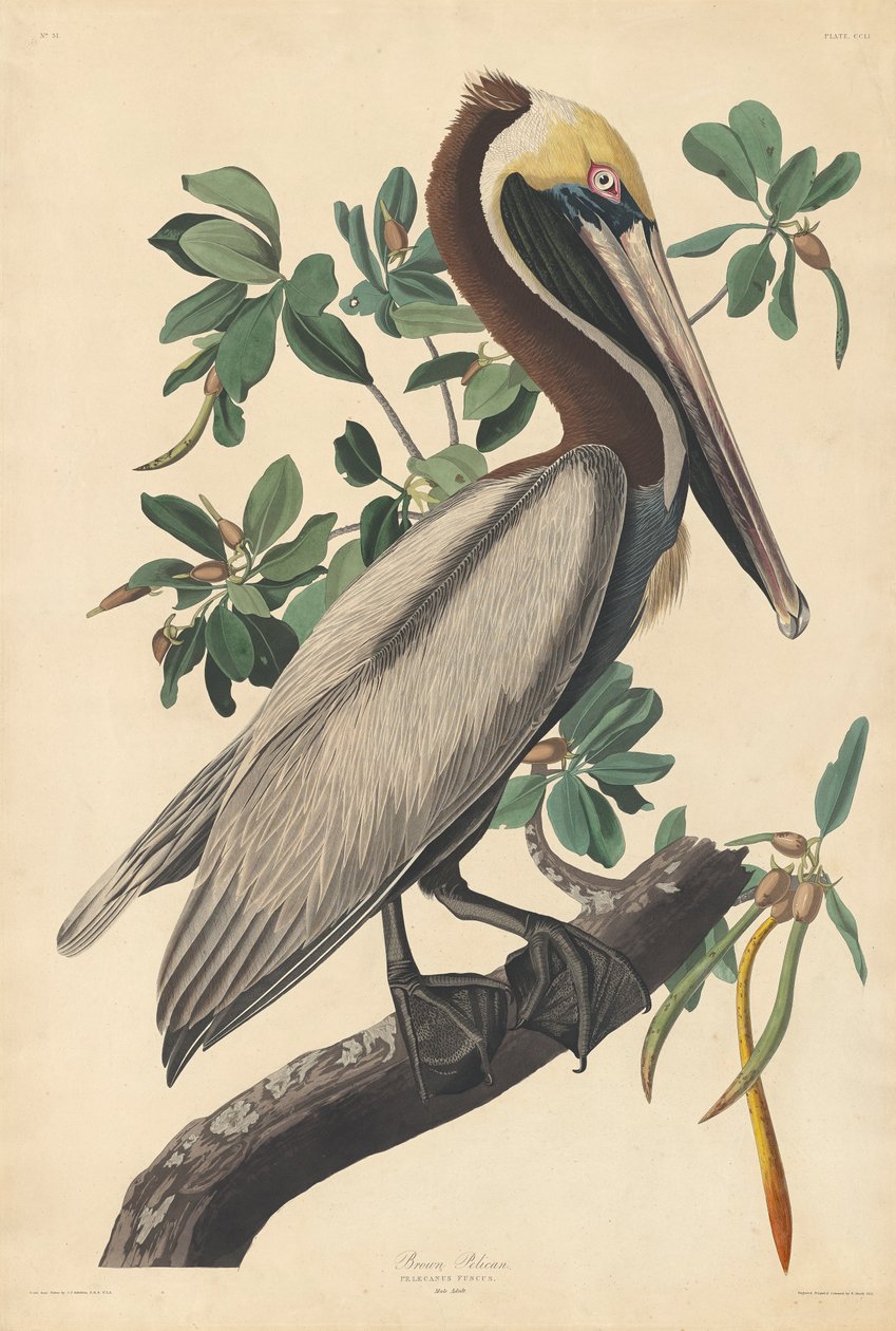 Pelicano Marrom de John James (after) Audubon