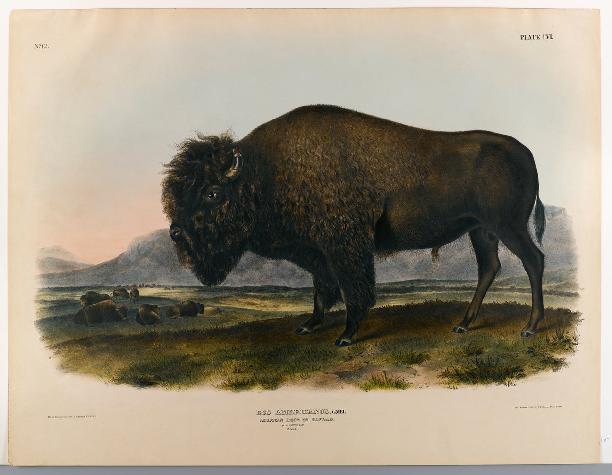 Bisonte americano ou búfalo de John James Audubon