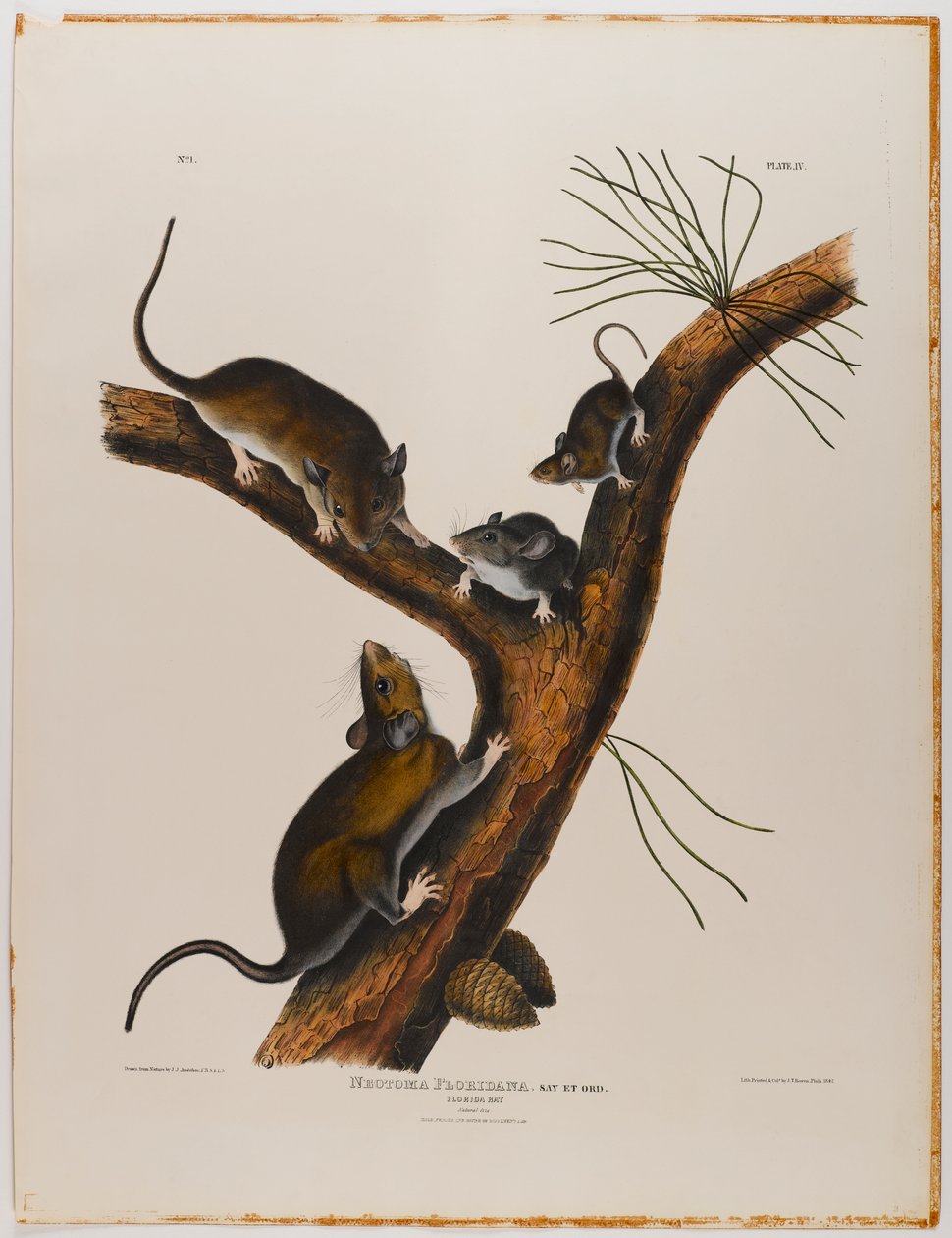 Rato da Flórida de John James Audubon