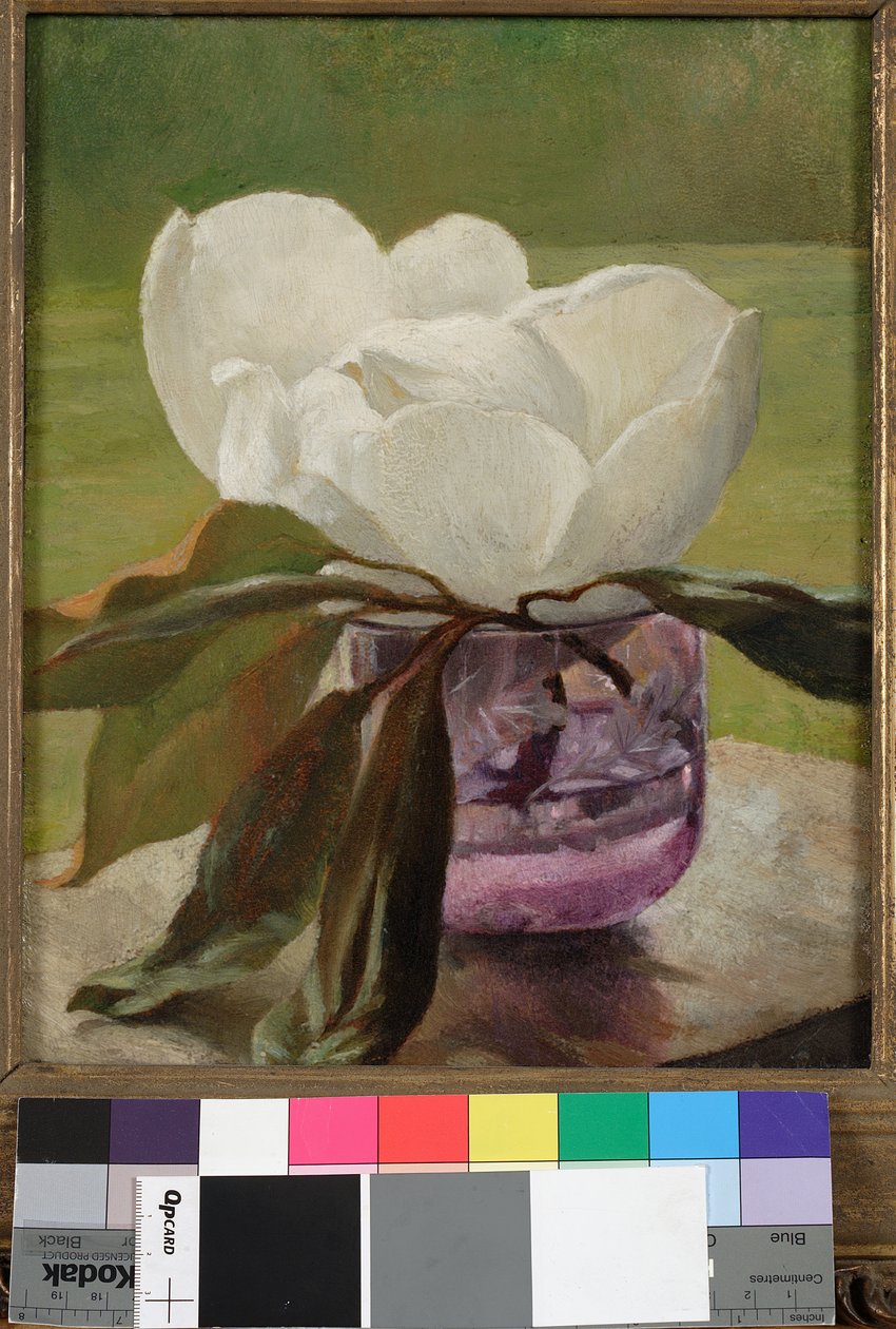 Flor de Magnólia de John La Farge or Lafarge