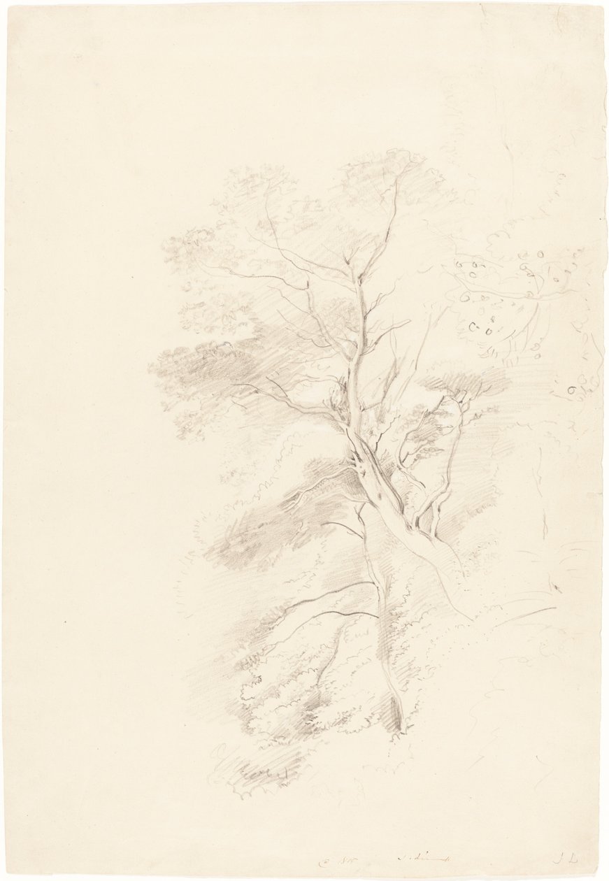Uma madeira de faia de John Linnell