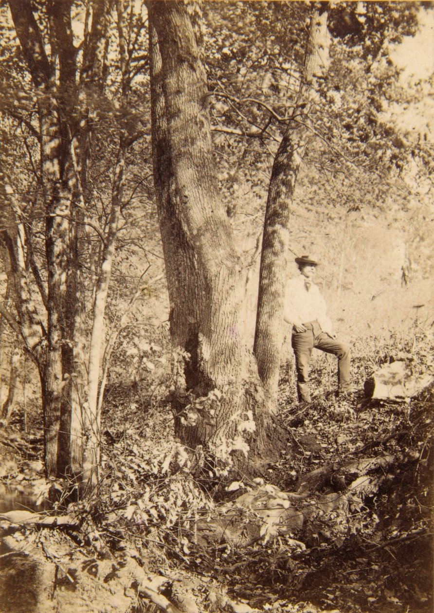Tacony Creek, Magnolia Poplar de John Moran