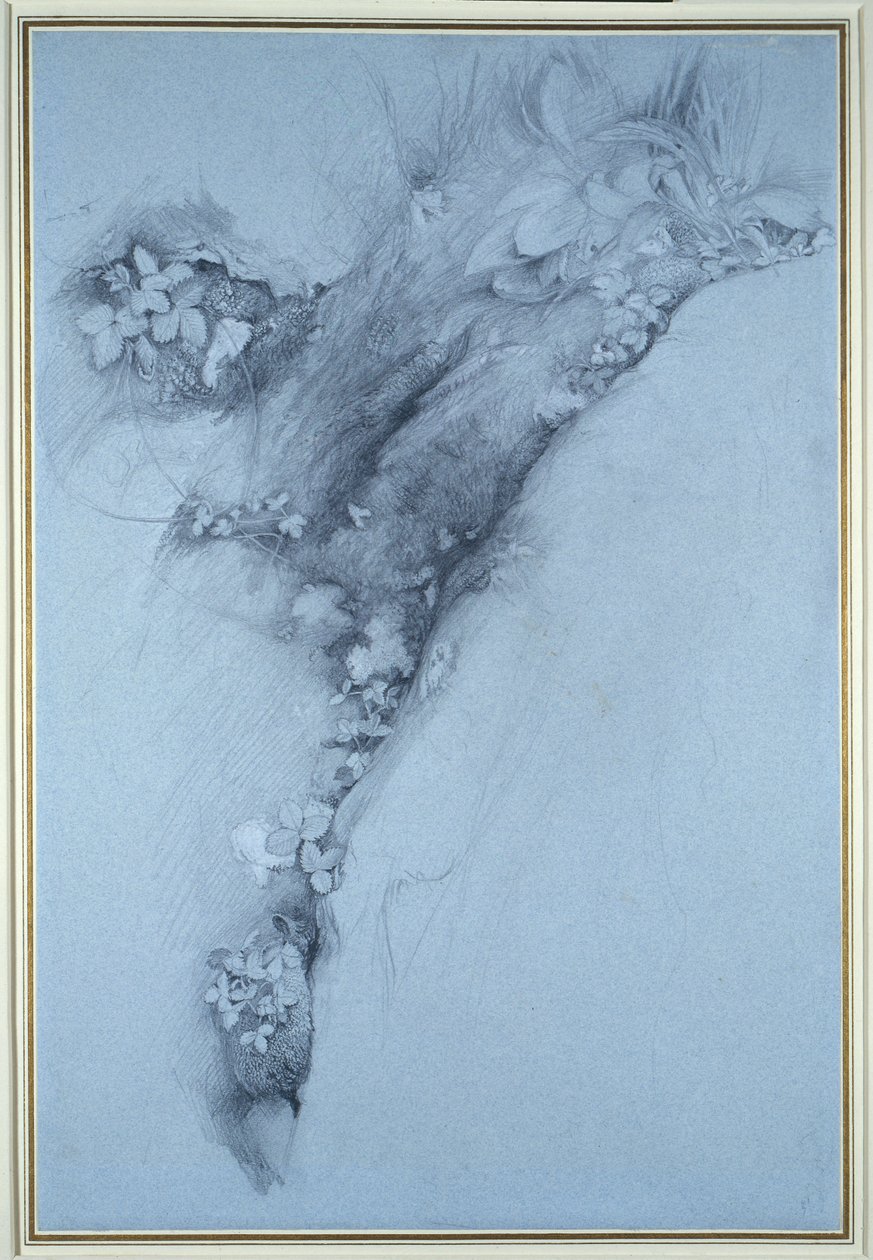 Musgo e morango silvestre de John Ruskin