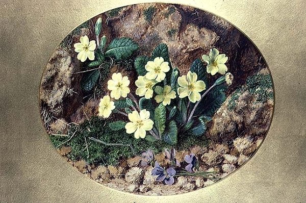 Prímulas e violetas de John Sherrin
