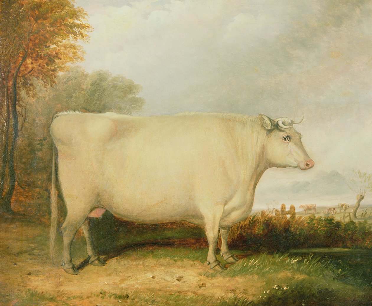 Retrato, de, um, prêmio, vaca de John Vine