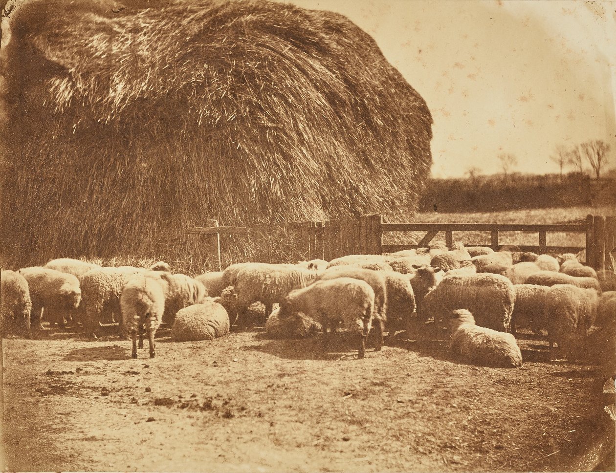 [Ovelhas num curral]. de John Whistler