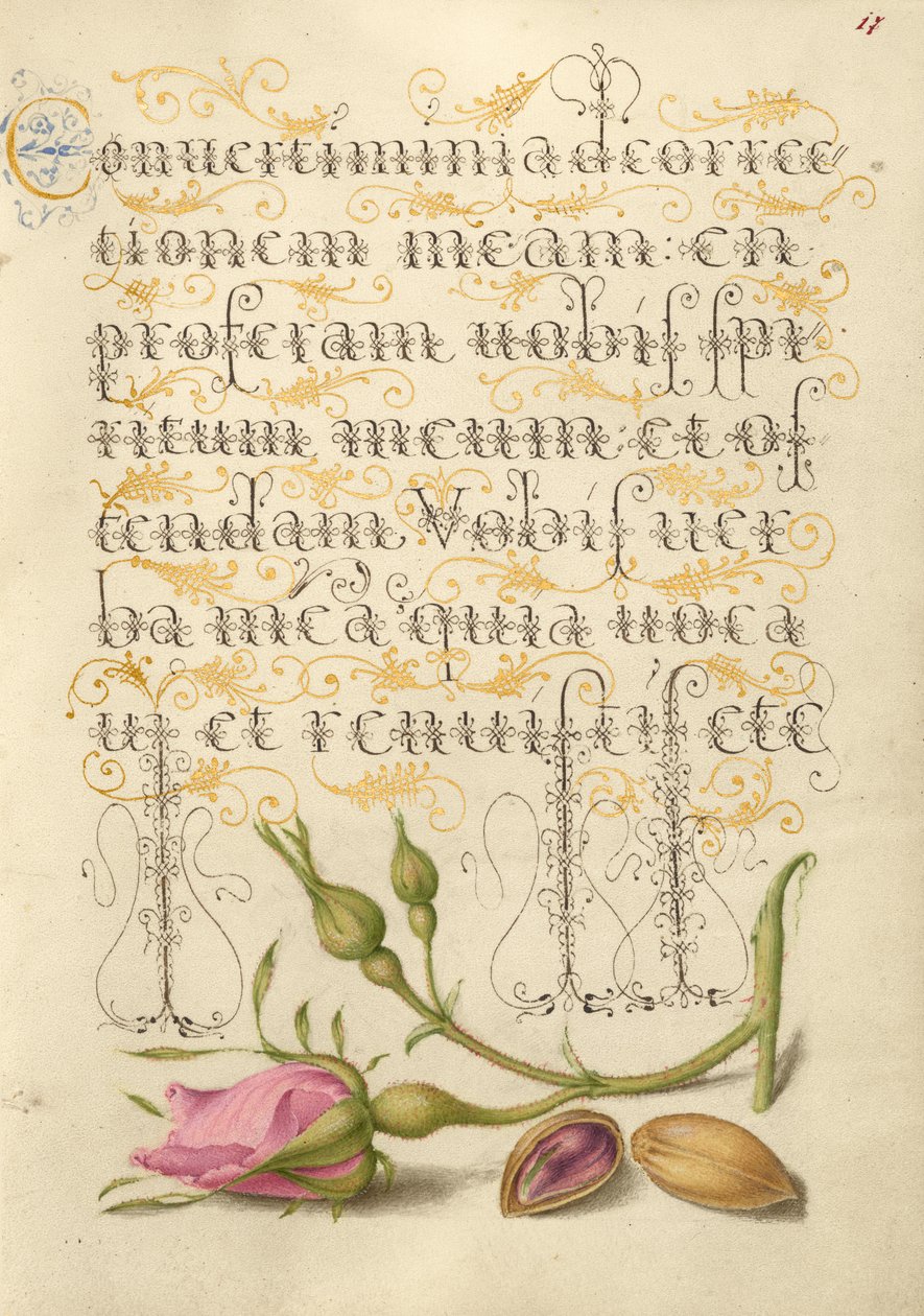 Rosa Francesa e Pistáchio de Joris Hoefnagel