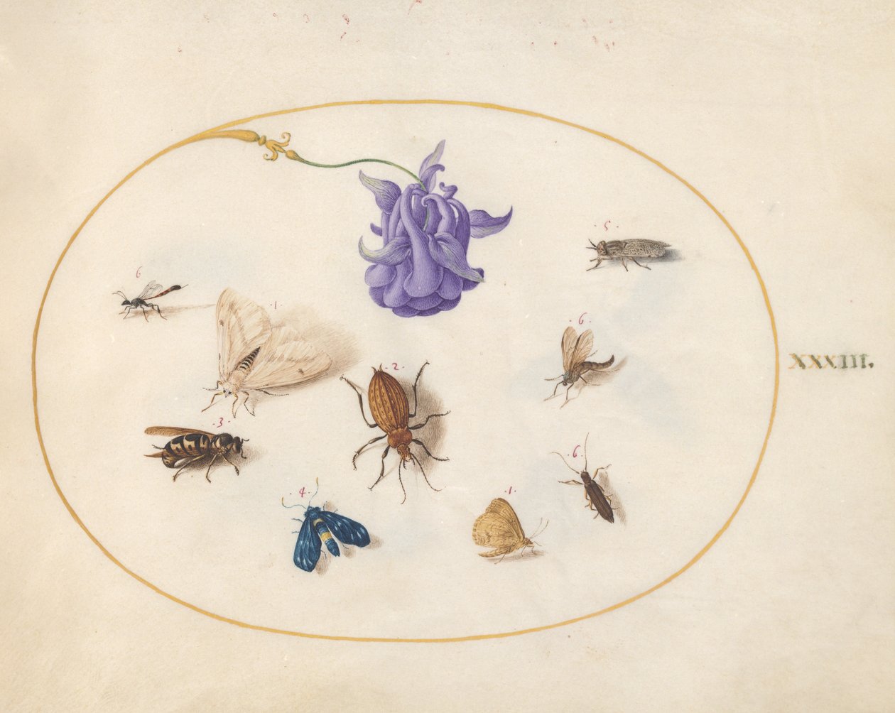 Insetos, c.1575-80 de Joris Hoefnagel