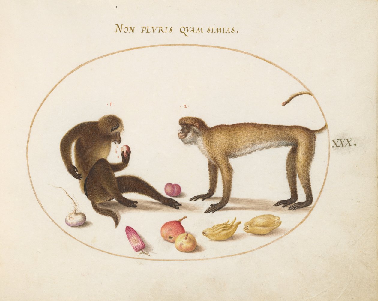 Placa 30: Dois Macacos de Joris Hoefnagel