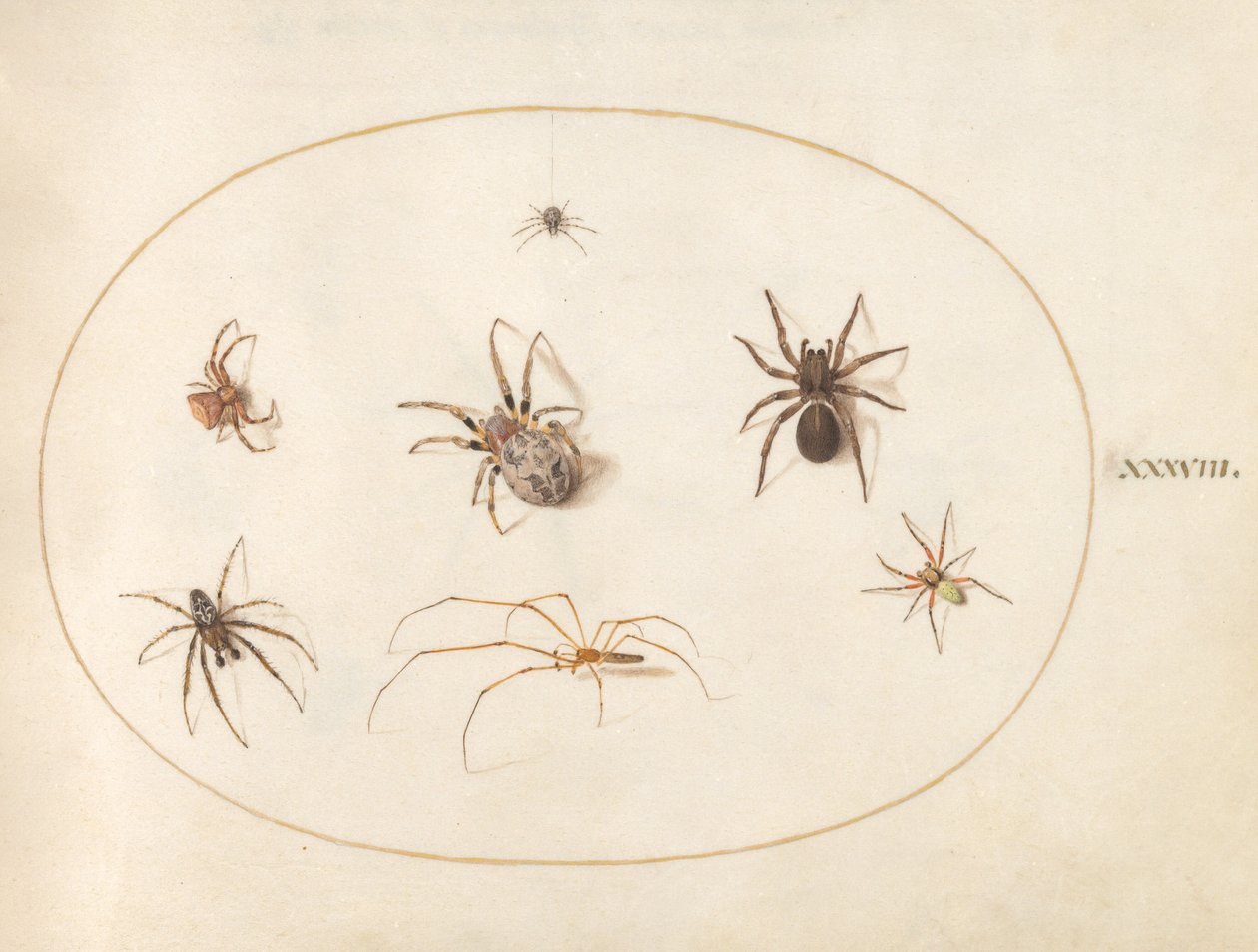 Placa 38: Sete Aranhas de Joris Hoefnagel
