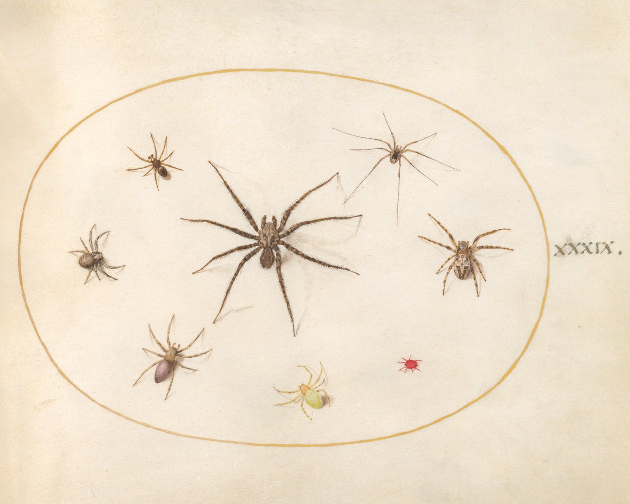 Placa 39: Oito Aranhas de Joris Hoefnagel