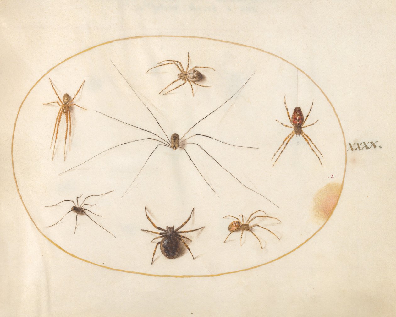 Placa 40: Oito Aranhas de Joris Hoefnagel