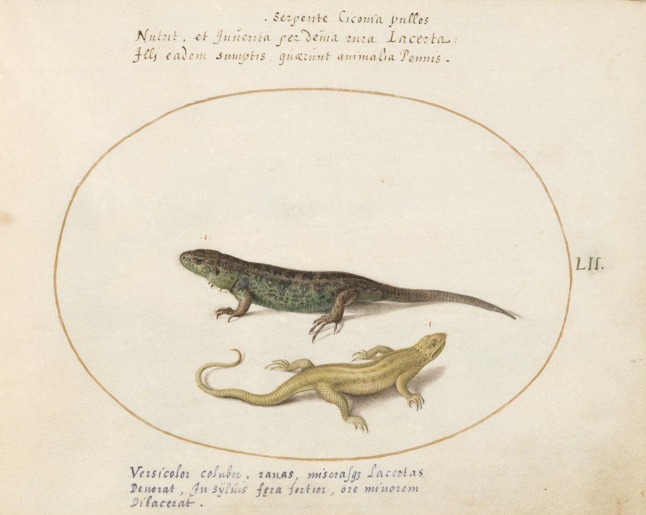 Placa 52: Dois Lagartos de Joris Hoefnagel