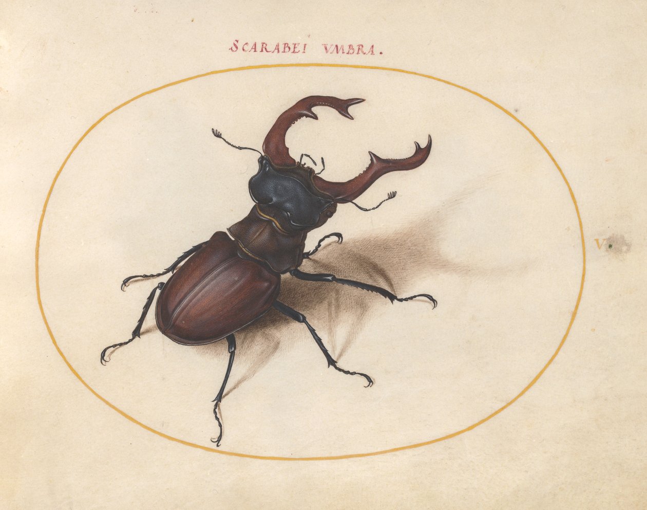Escaravelho, c.1575-80 de Joris Hoefnagel