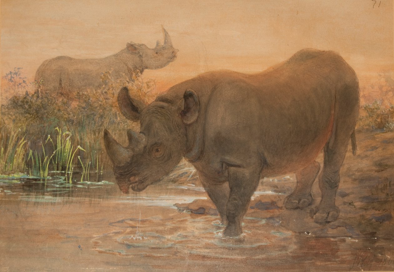 Rinoceronte africano de Joseph Wolf