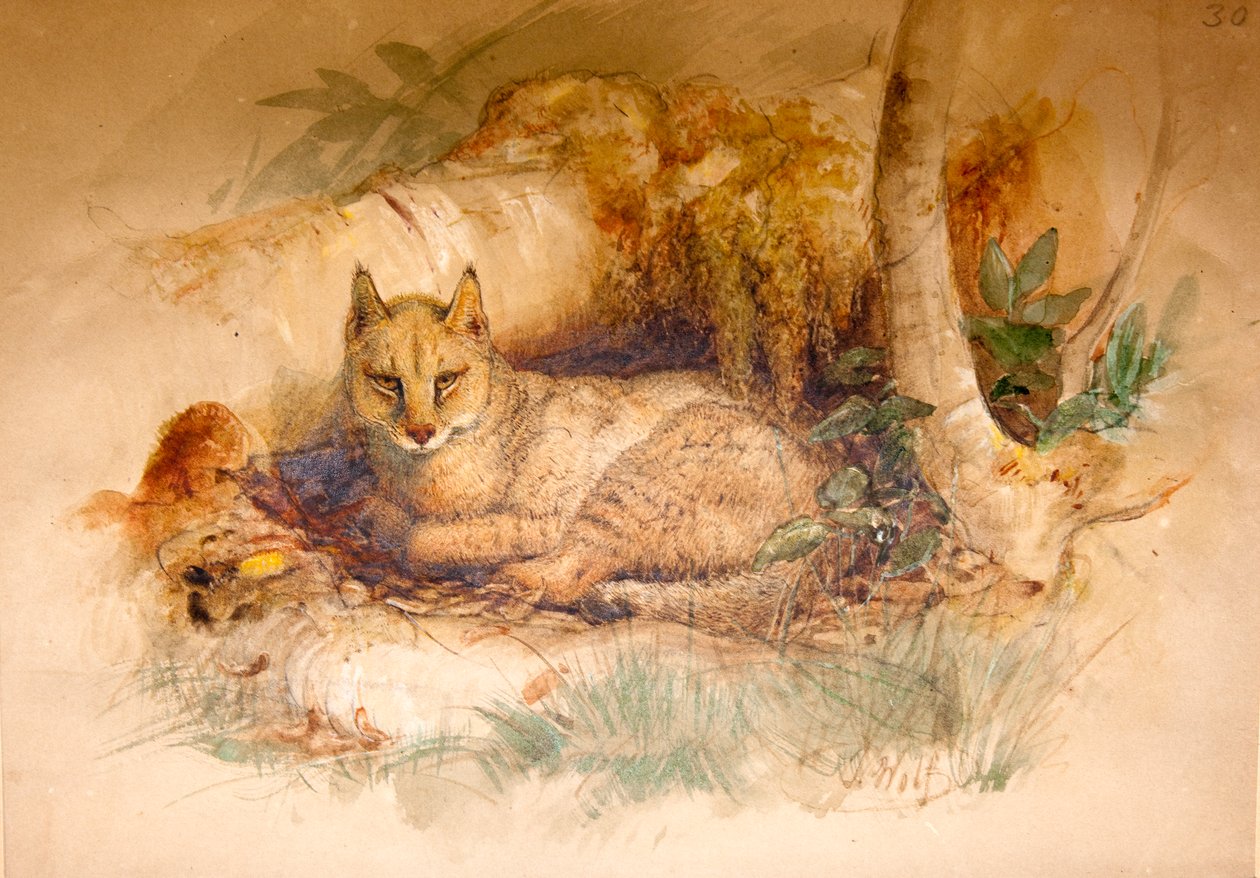 Gato egípcio, 1851-69 de Joseph Wolf