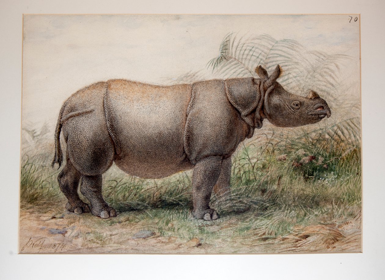Rinoceronte de Javan, 1874 de Joseph Wolf