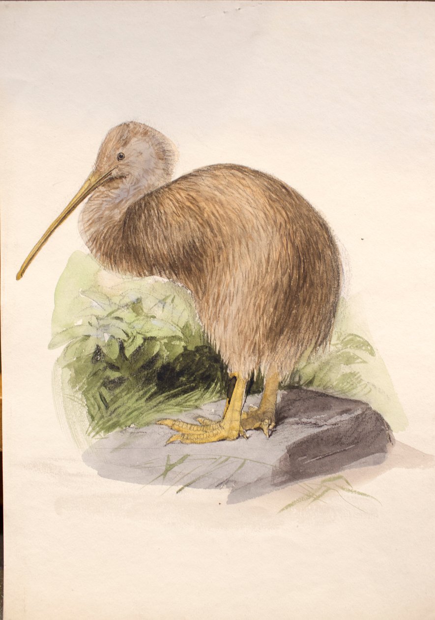 Kiwi, c.1850 de Joseph Wolf