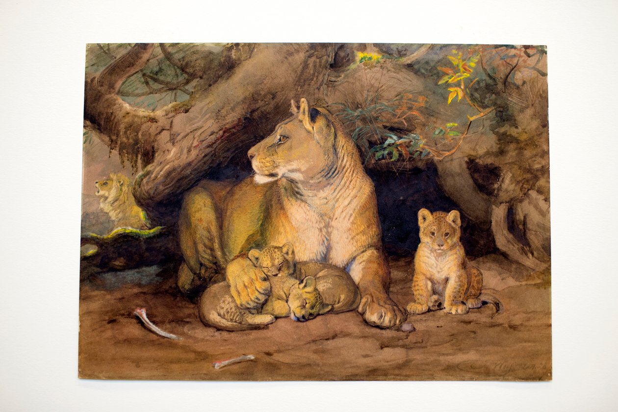 Leoa e jovem, 1855 de Joseph Wolf