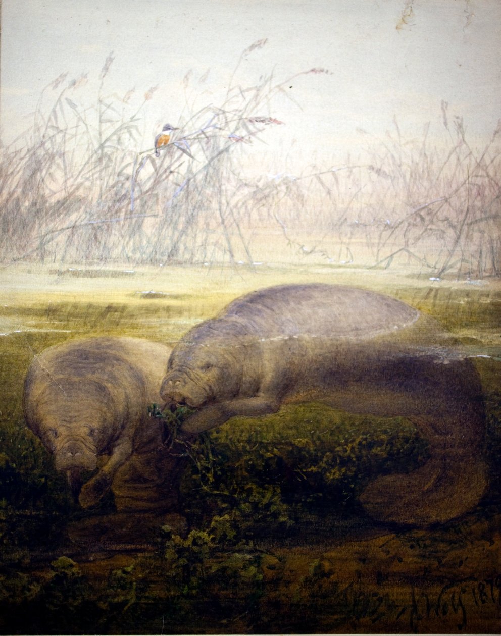 Peixe-boi, 1879 de Joseph Wolf