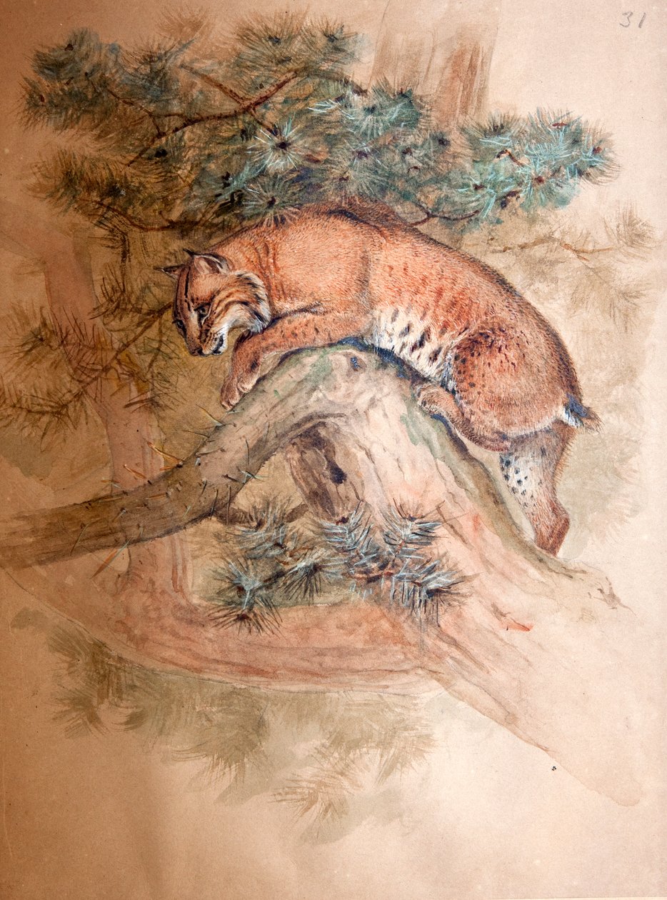Lince norueguês, 1851-69 de Joseph Wolf