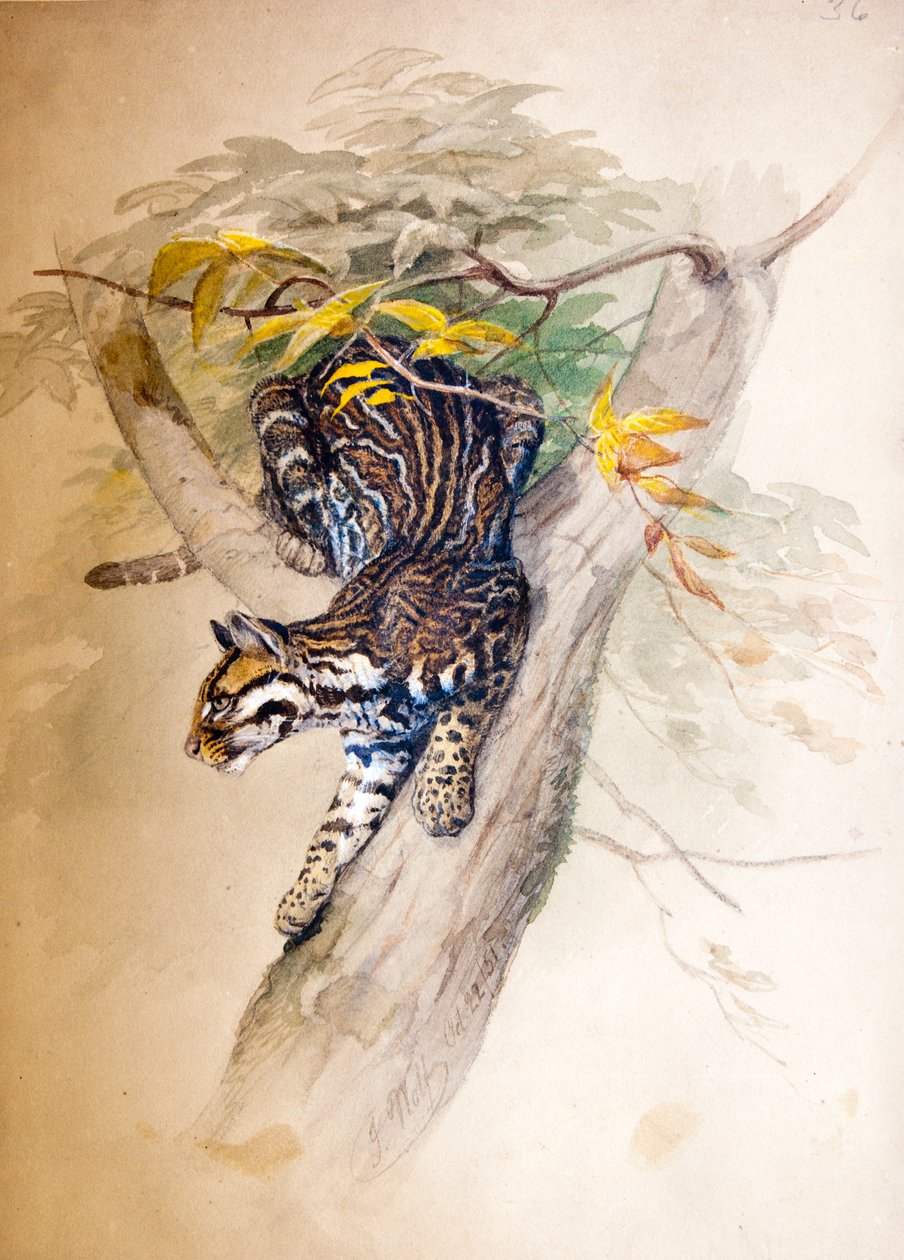 Ocelot, 1851-52 de Joseph Wolf