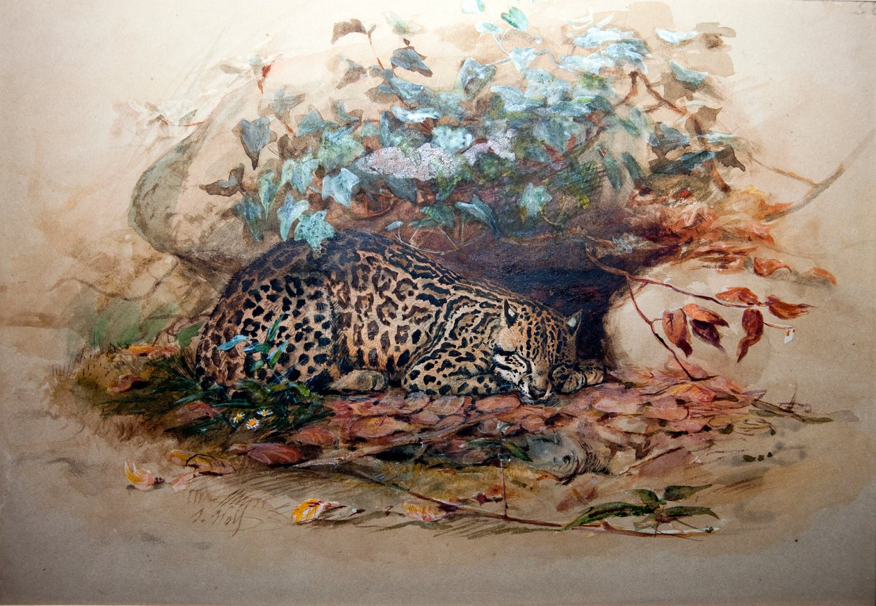 Ocelot, 1851-52 de Joseph Wolf