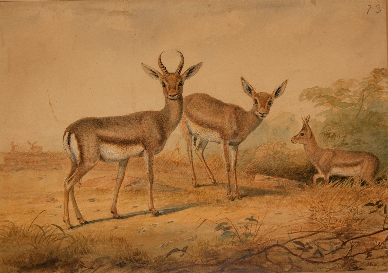 Gazela persa de Joseph Wolf