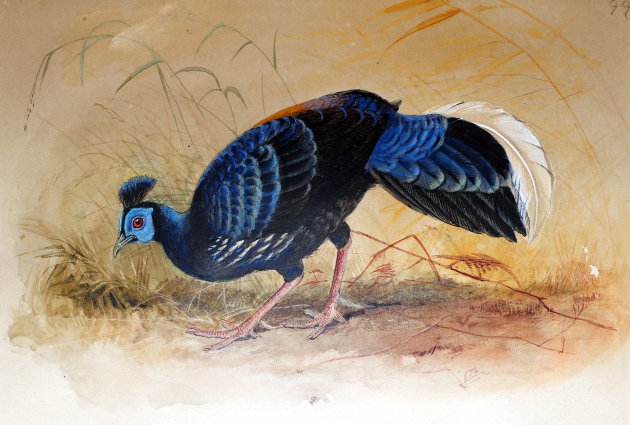 Fireback do Velho (Euplocamus vieilloti), 1852-54 de Joseph Wolf