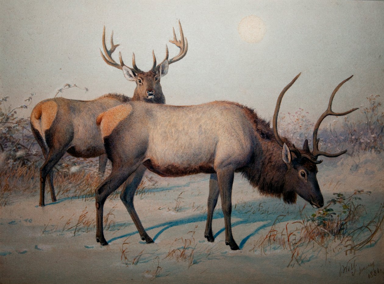 Wapiti, c.1850 de Joseph Wolf