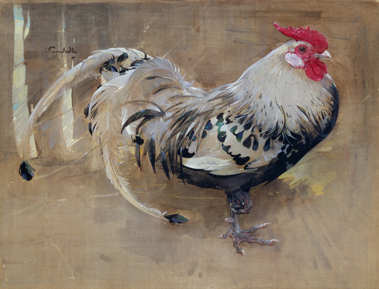O galo spangled de Joseph Crawhall