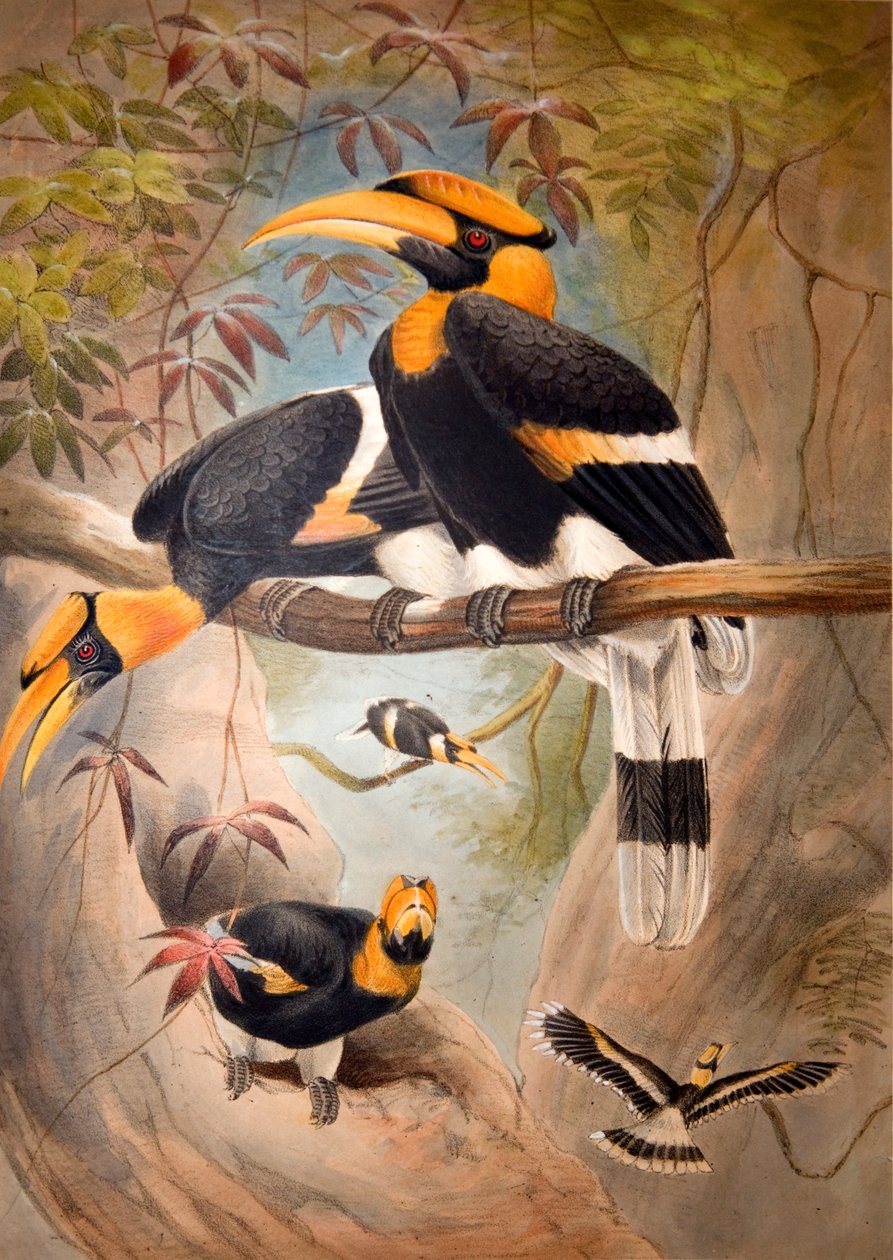Capacete Côncavo Calau, 1861 de Joseph Wolf