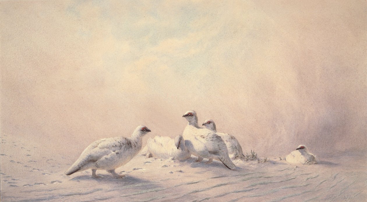 Ptarmigan, Inverno, 1873 (wc) de Joseph Wolf