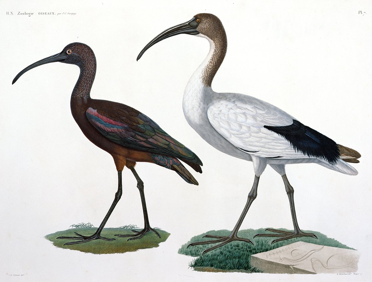 Ibises, de &39;Description de l&39;Eypte&39;, 1817 de Jules Cesar Savigny