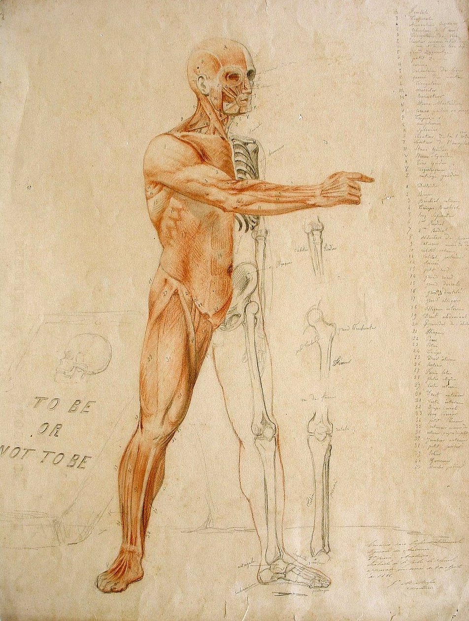 Desenho anatômico de Jules Le Chevrel