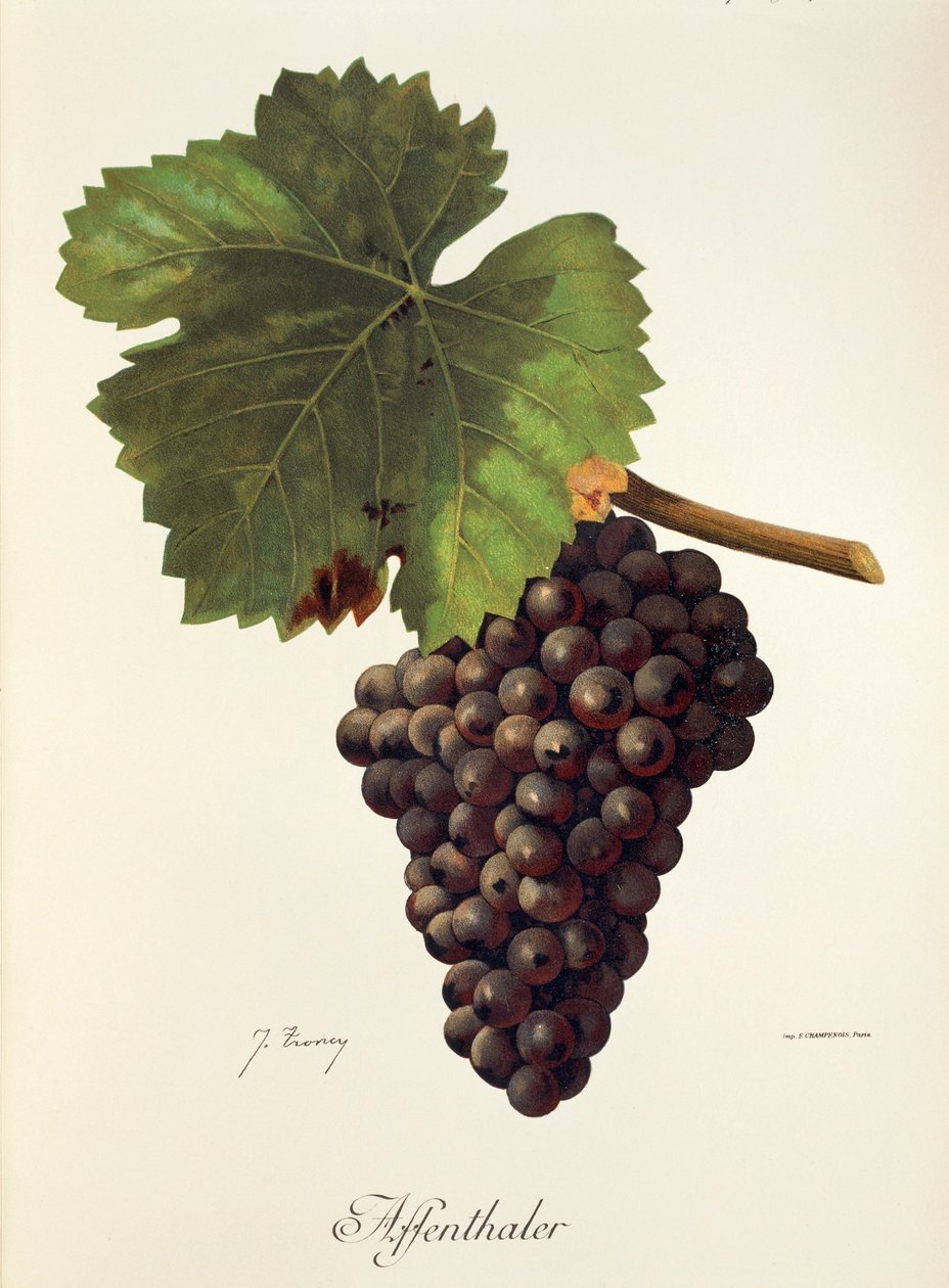 Uva Affenthaler de J. Troncy de Jules Troncy