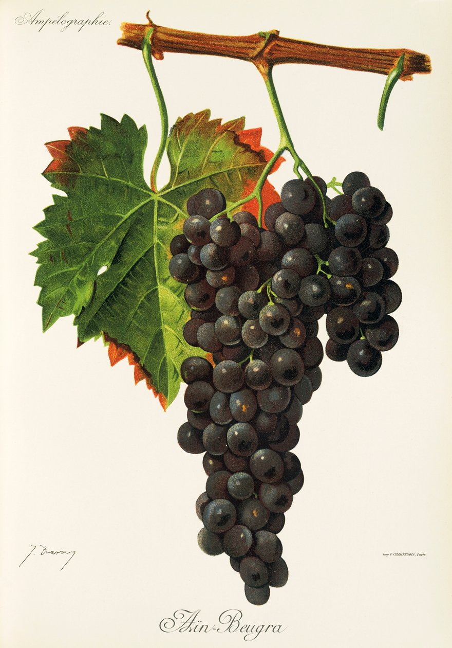 Uva Ain Beugra de J. Troncy de Jules Troncy