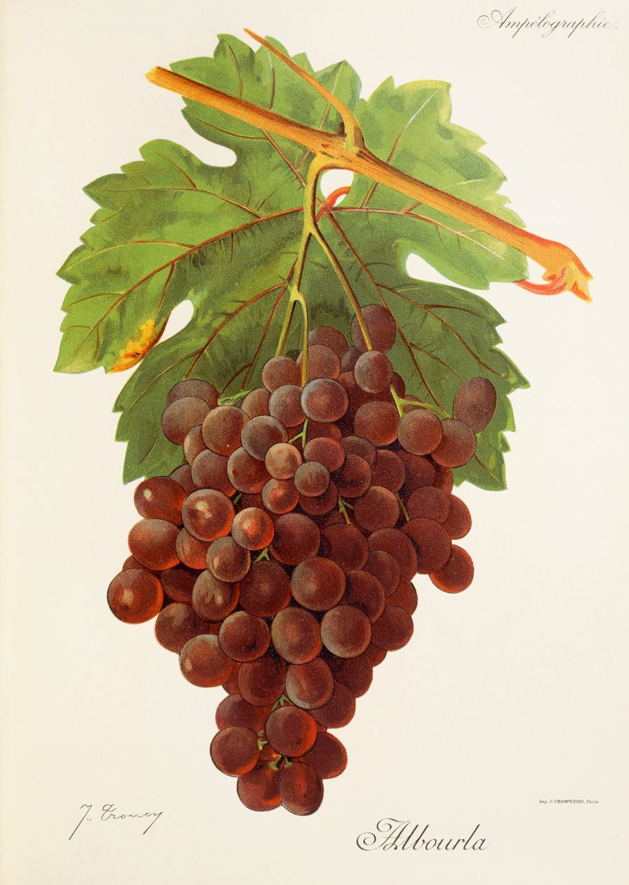 Uva Albourla de J. Troncy de Jules Troncy