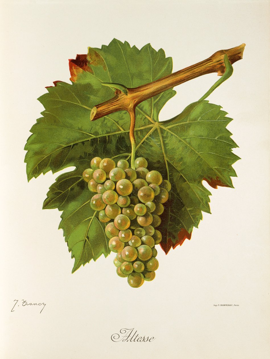 Altesse grape by J. Troncy de Jules Troncy