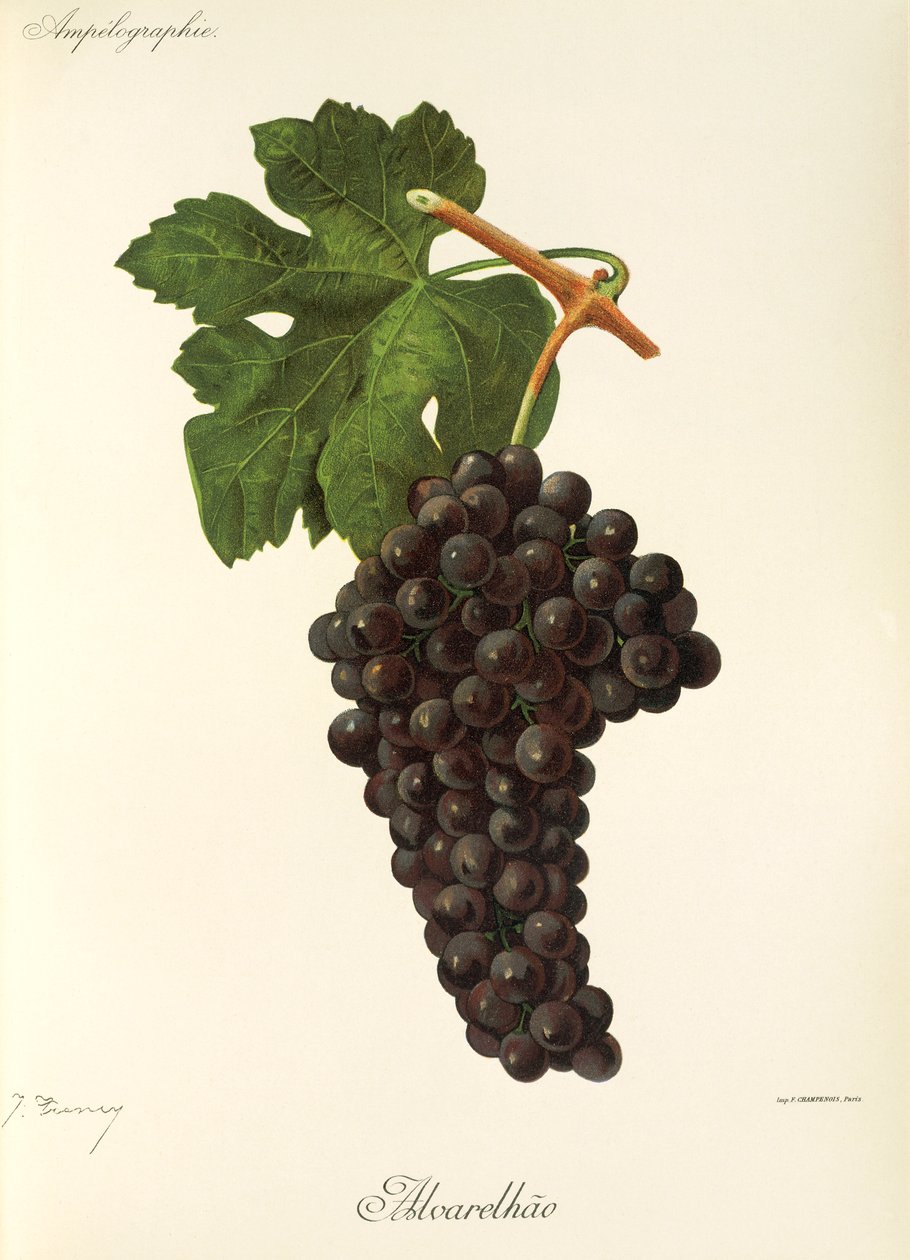 Uva Alvarelhao de J. Troncy de Jules Troncy