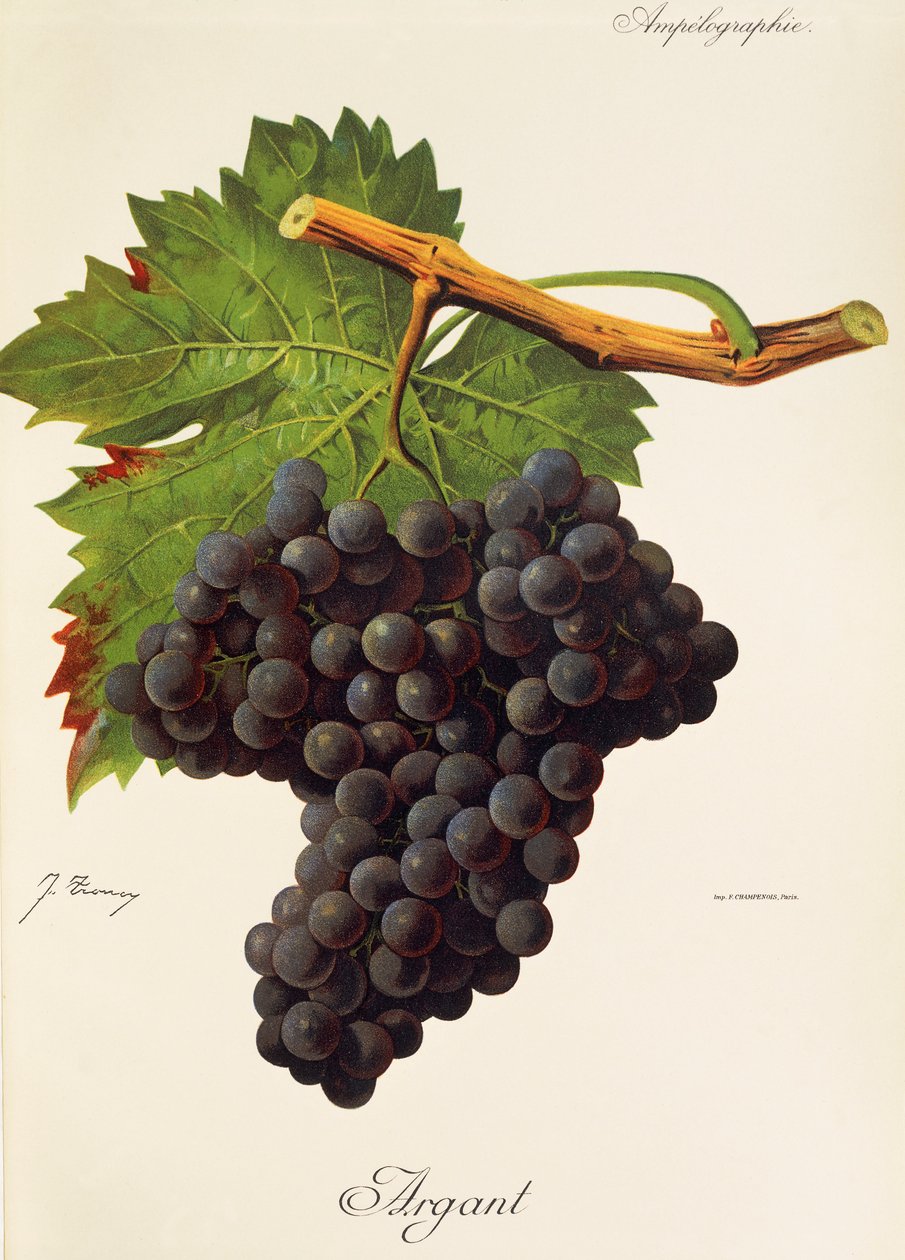Uva Argant de J. Troncy de Jules Troncy