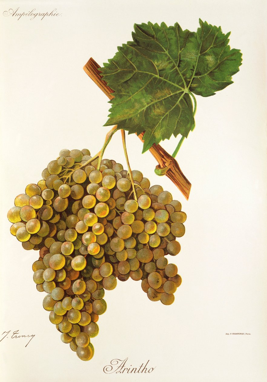 Uva Arinto por J. Troncy de Jules Troncy